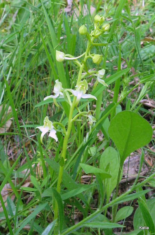 Platanthera chlorantha