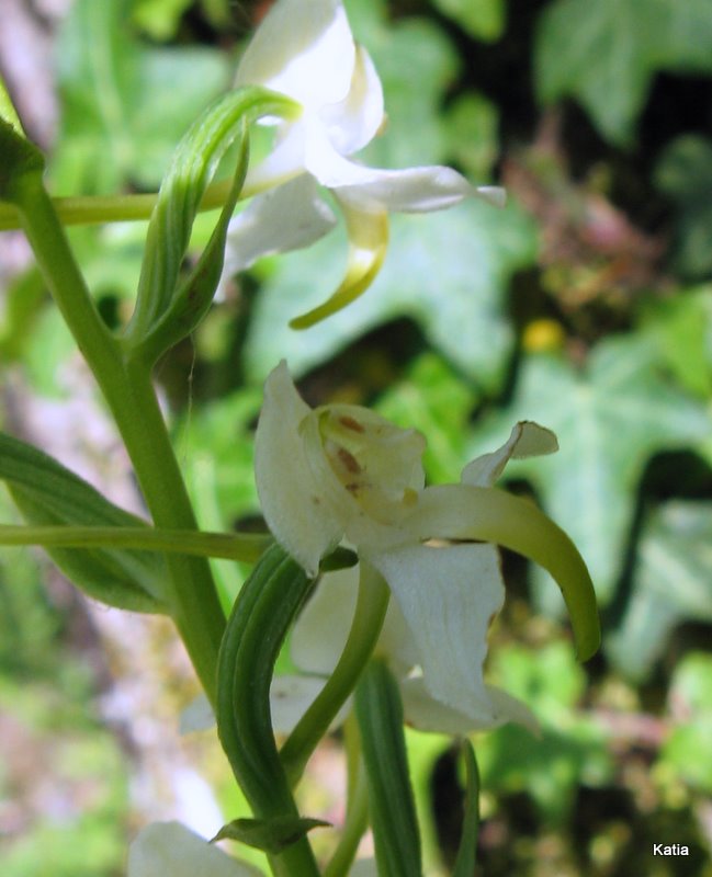 Platanthera chlorantha