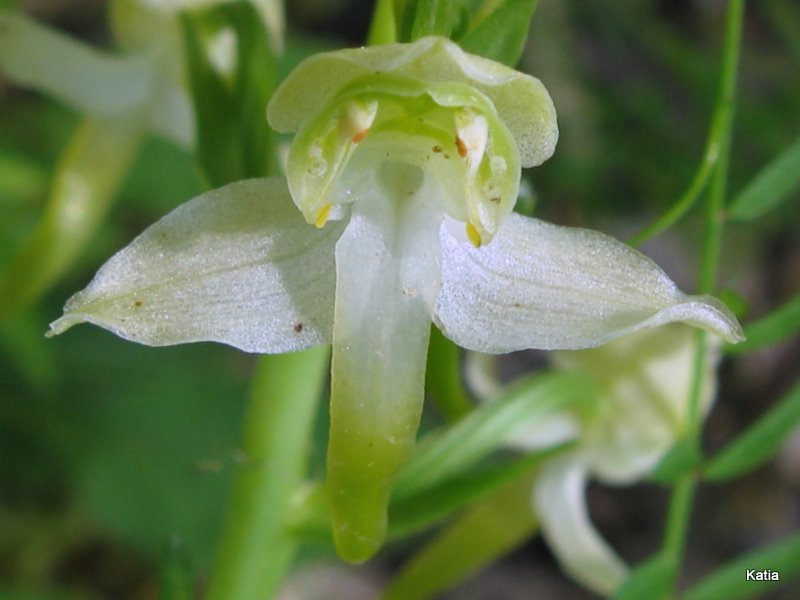 Platanthera chlorantha