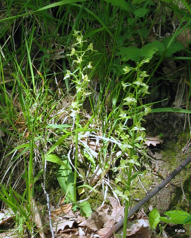 Platanthera chlorantha