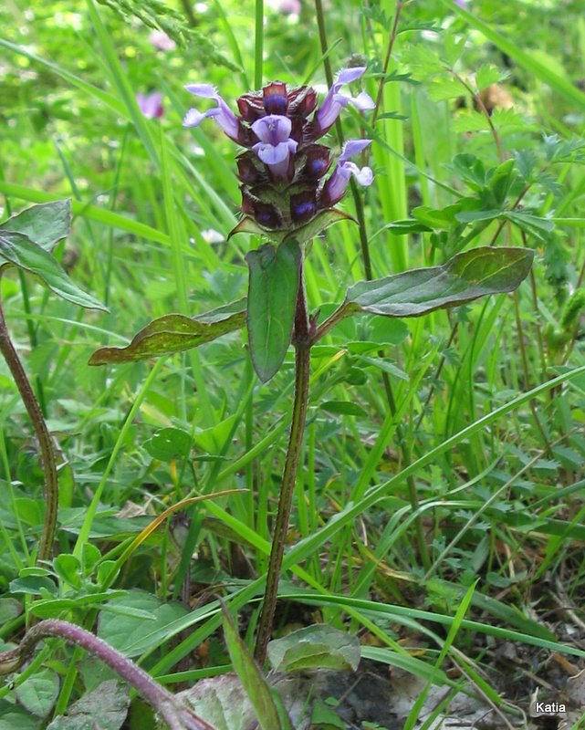 Prunella vulgaris