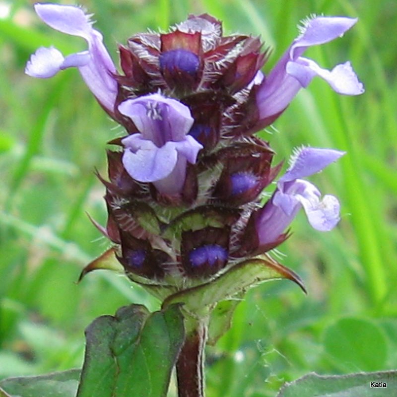 Prunella vulgaris