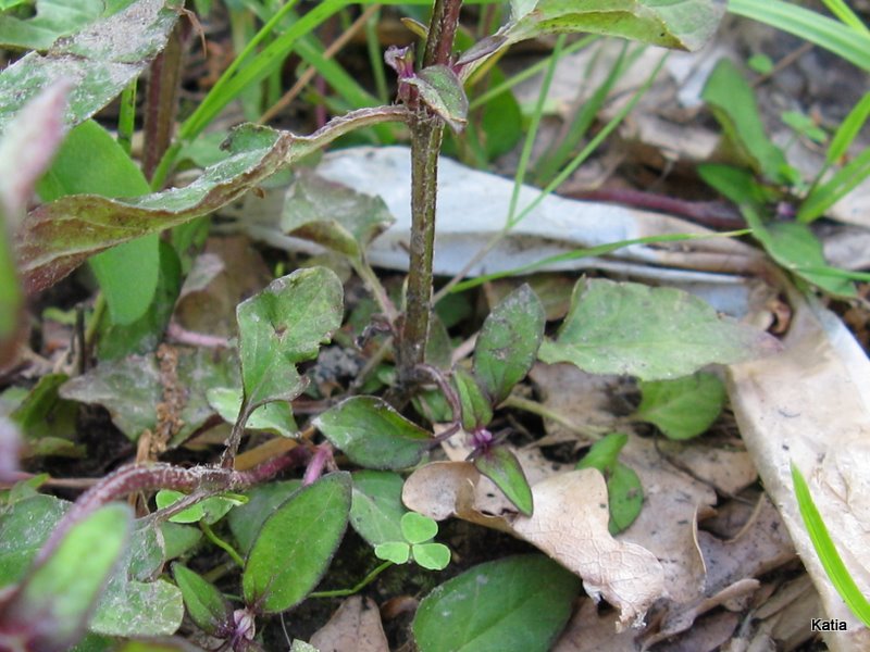 Prunella vulgaris