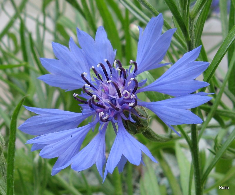 Fiordaliso - Cyanus segetum