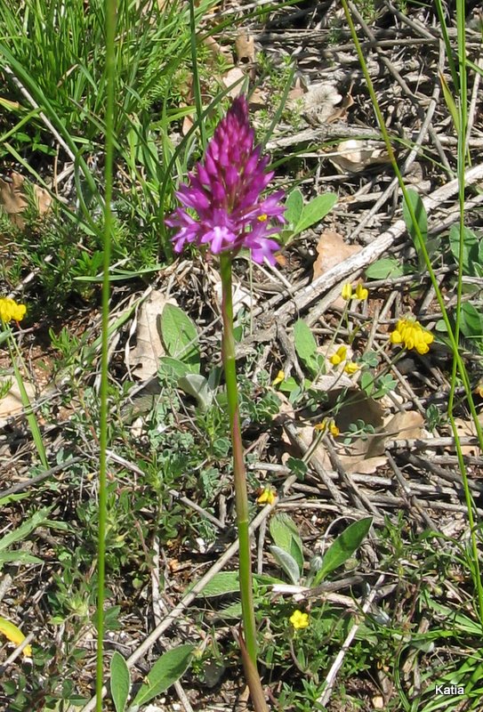 A pyramidalis