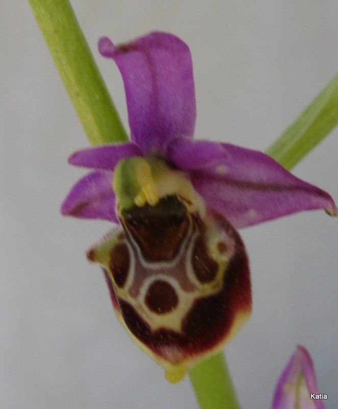 Ophrys