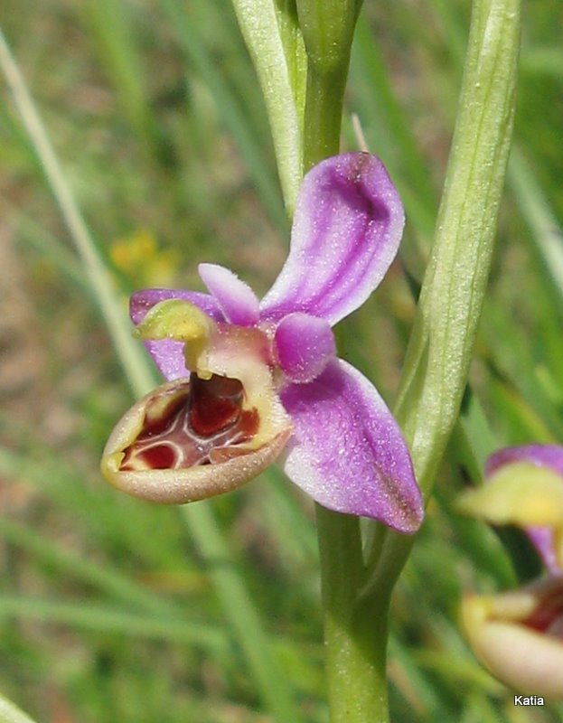 Ophrys