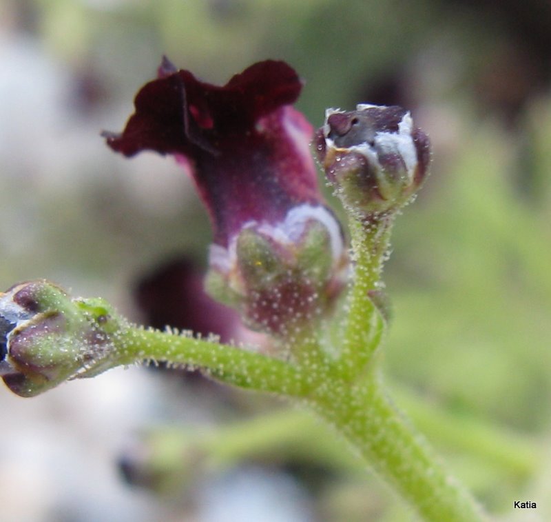 Scrophularia hoppii  / Scrofularia di Hoppe