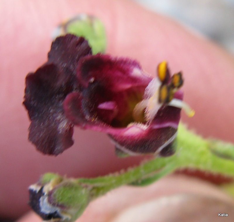 Scrophularia hoppii  / Scrofularia di Hoppe