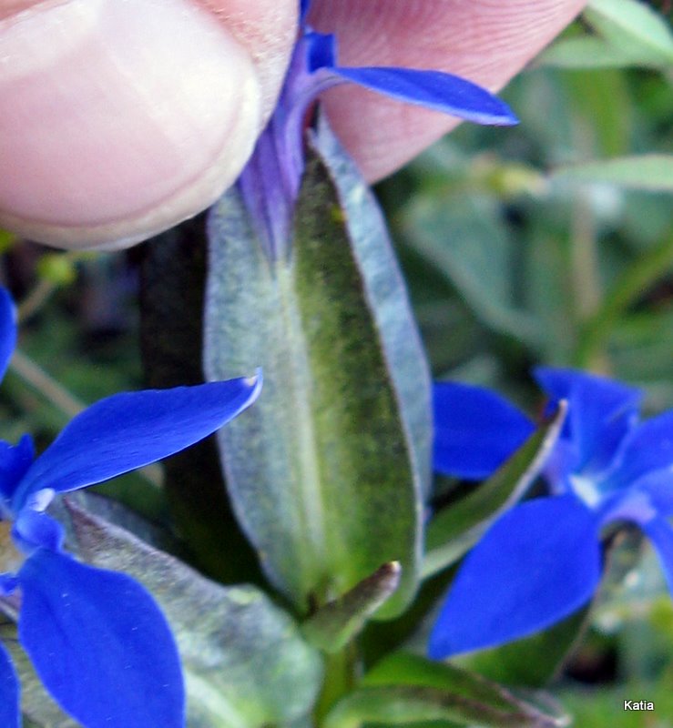 Gentiana utriculosa e Gentiana verna a confronto