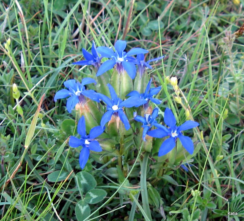 Gentiana utriculosa e Gentiana verna a confronto