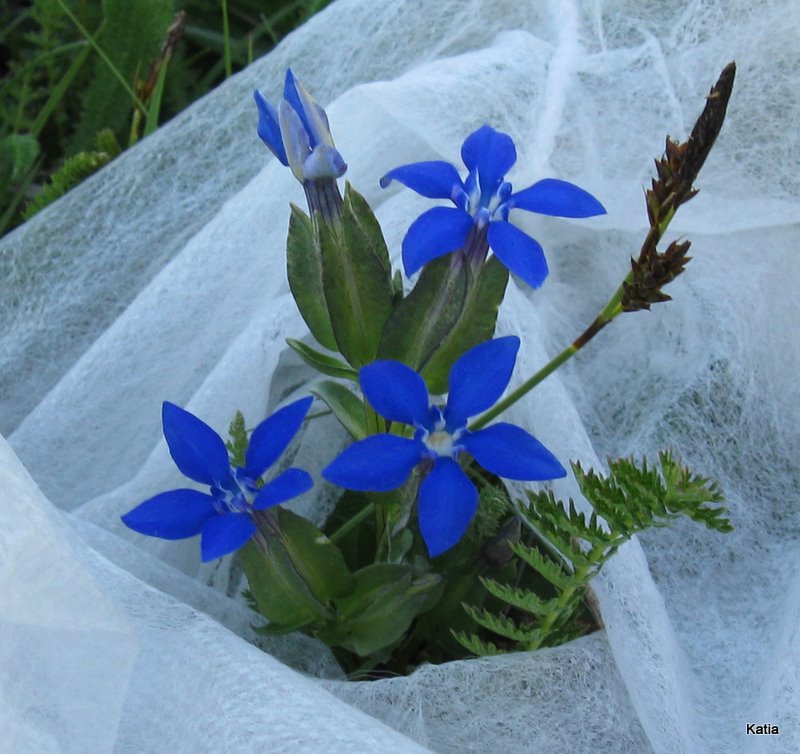 Gentiana utriculosa e Gentiana verna a confronto