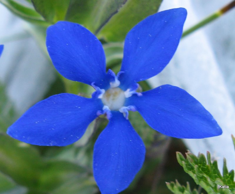 Gentiana utriculosa e Gentiana verna a confronto