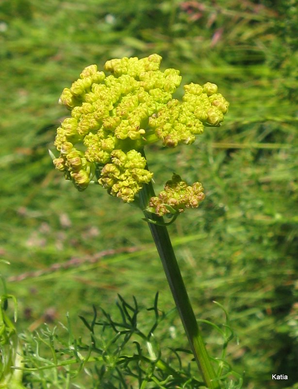 Cachrys ferulacea / Basilisco comune