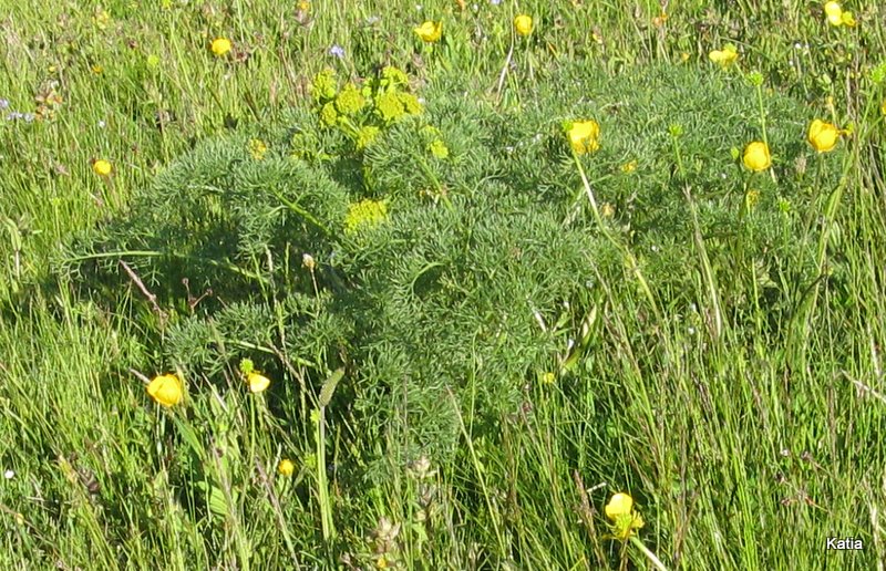 Cachrys ferulacea / Basilisco comune