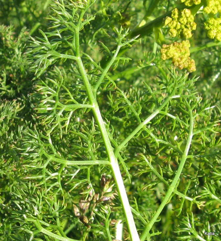 Cachrys ferulacea / Basilisco comune