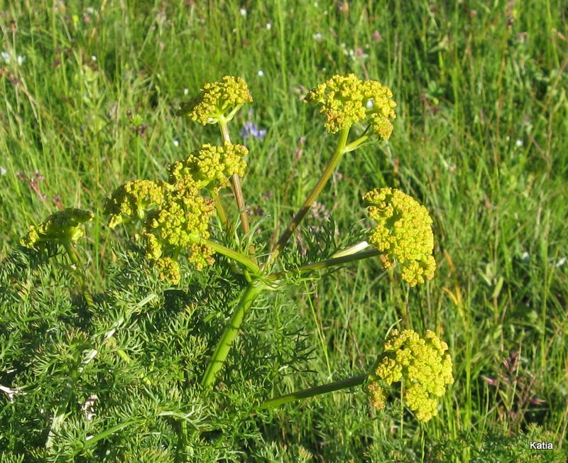 Cachrys ferulacea / Basilisco comune