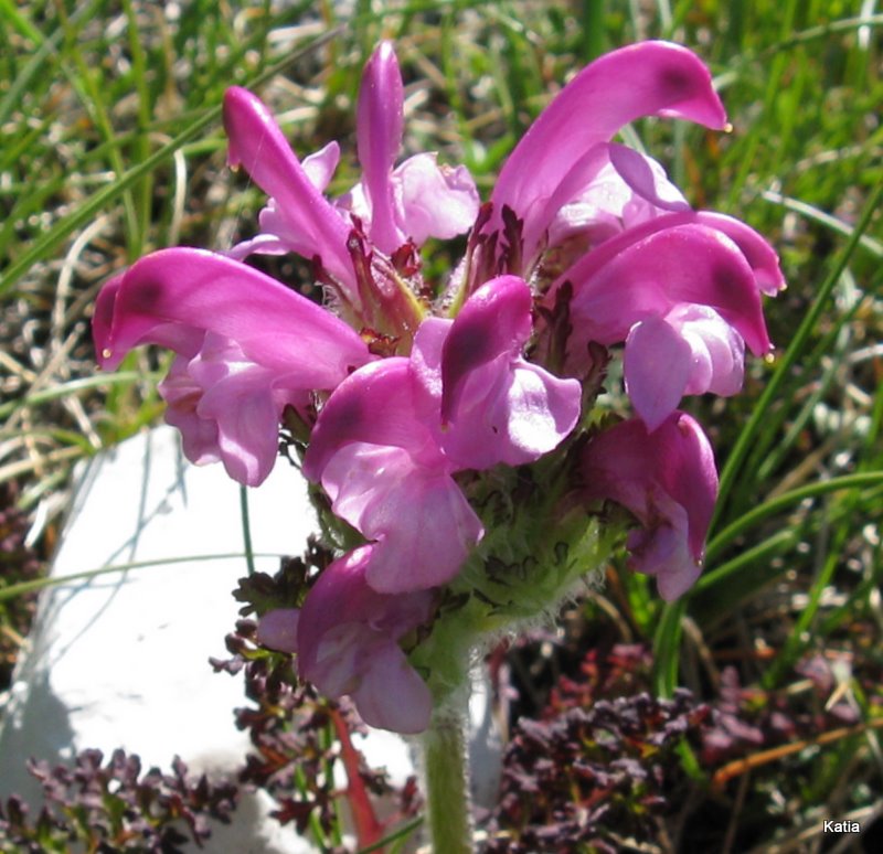 Pedicularis elegans