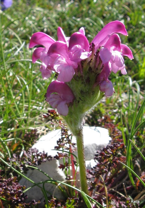 Pedicularis elegans