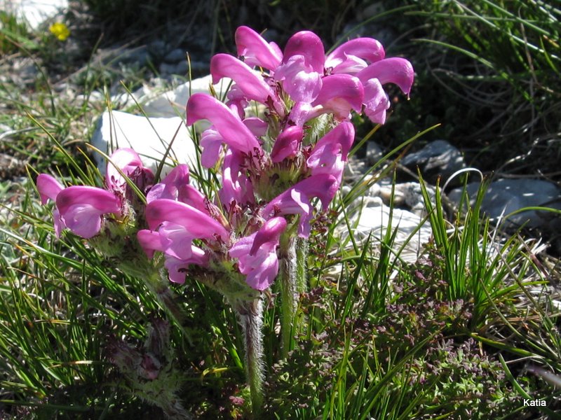 Pedicularis elegans