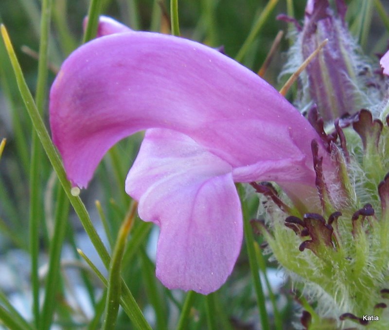 Pedicularis elegans