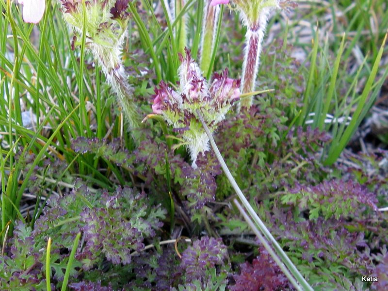 Pedicularis elegans