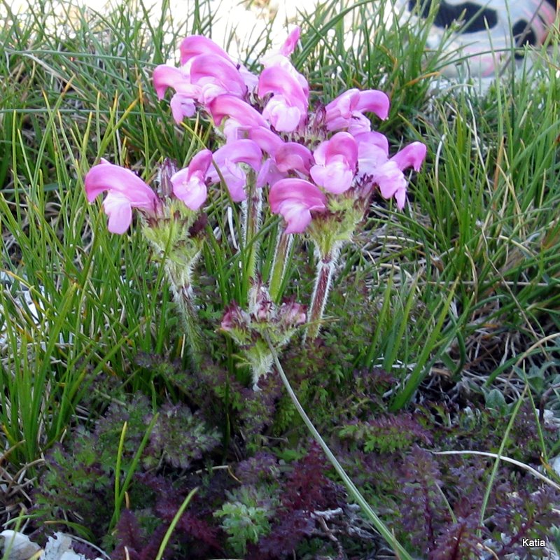 Pedicularis elegans