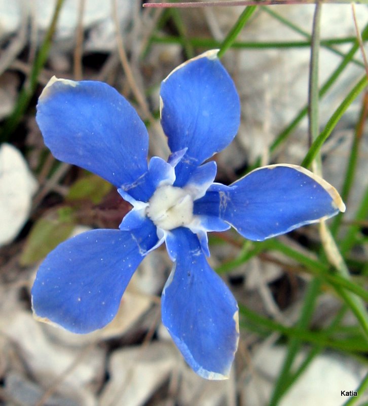 Gentiana utriculosa e Gentiana verna a confronto