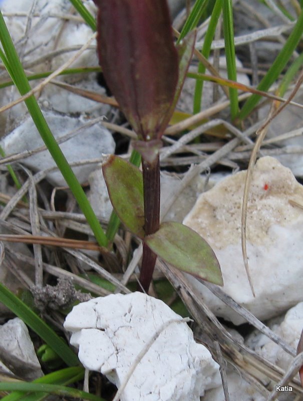 Gentiana utriculosa e Gentiana verna a confronto