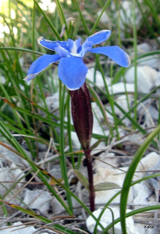 Gentiana utriculosa e Gentiana verna a confronto