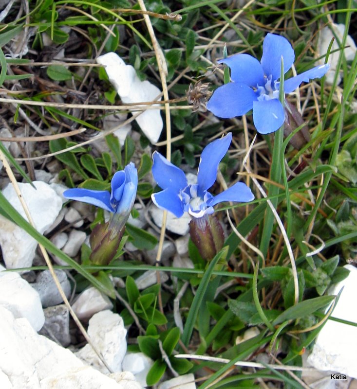 Gentiana utriculosa e Gentiana verna a confronto