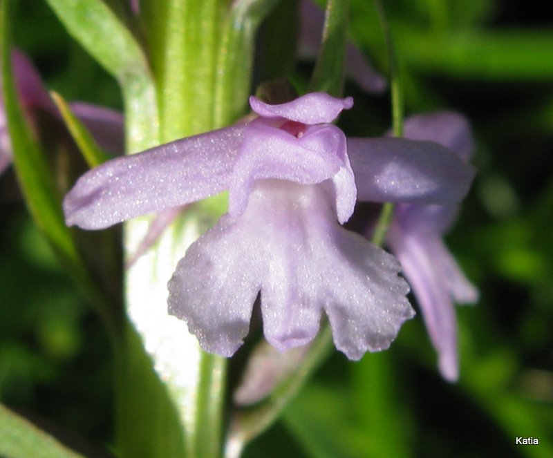 Variabilit di Gymnadenia conopsea