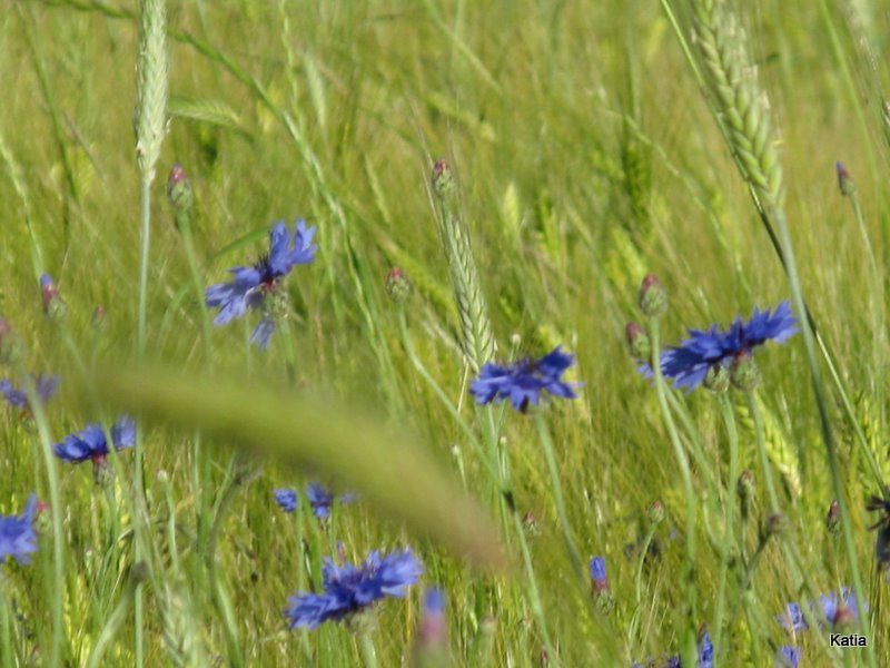 Fiordaliso - Cyanus segetum