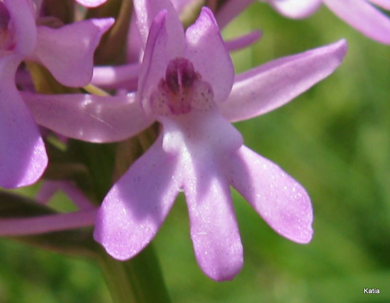 A pyramidalis