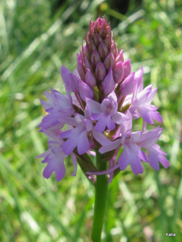 A pyramidalis