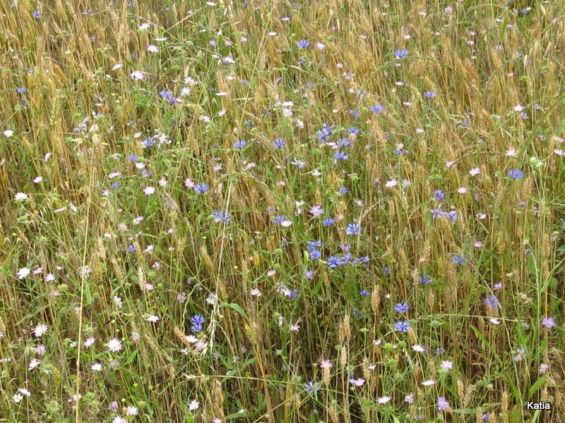 Fiordaliso - Cyanus segetum