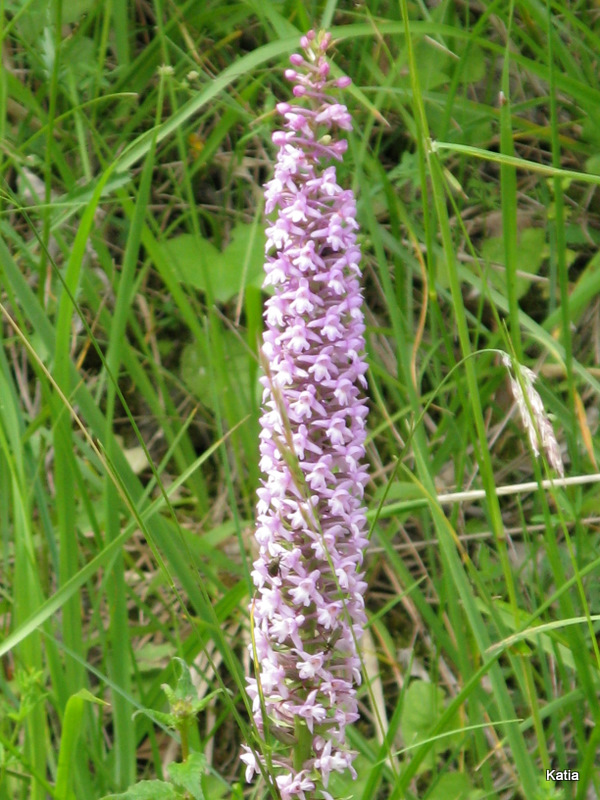 Orchidee dalla Valtiberina