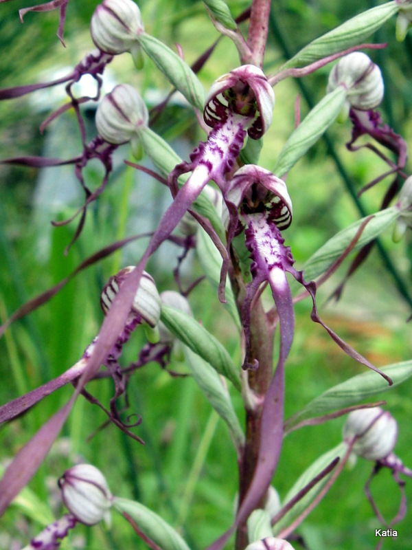 Orchidee dalla Valtiberina