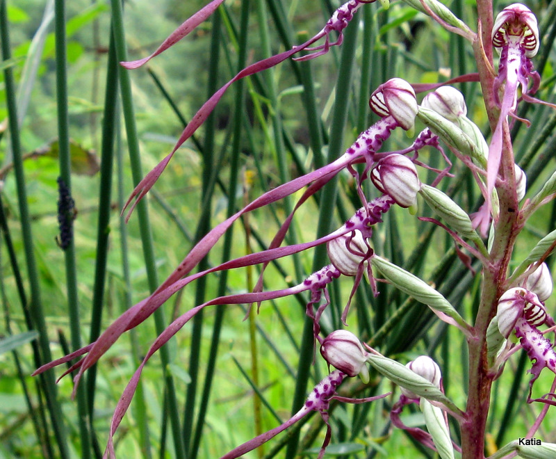 Orchidee dalla Valtiberina