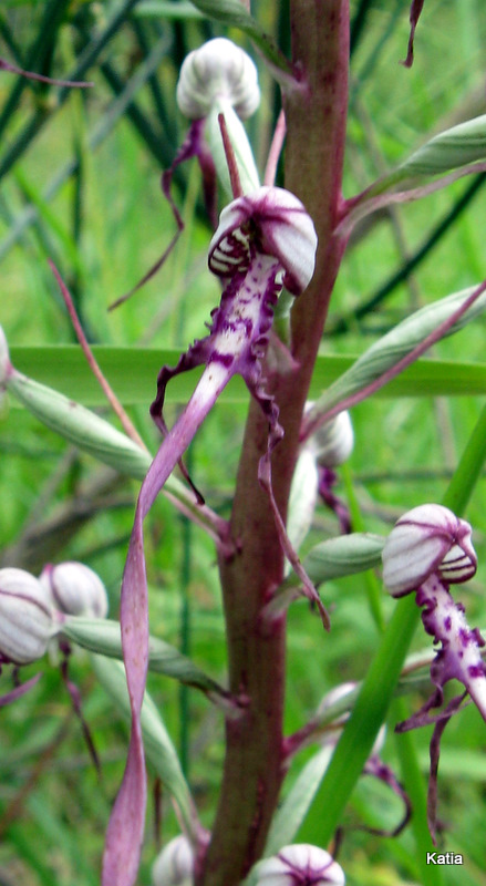 Orchidee dalla Valtiberina