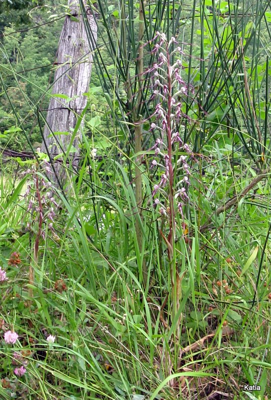 Orchidee dalla Valtiberina