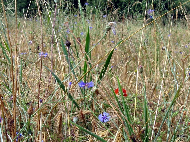 Fiordaliso - Cyanus segetum