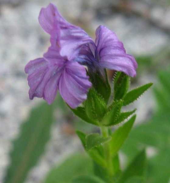 Chi conosce questo fiore?