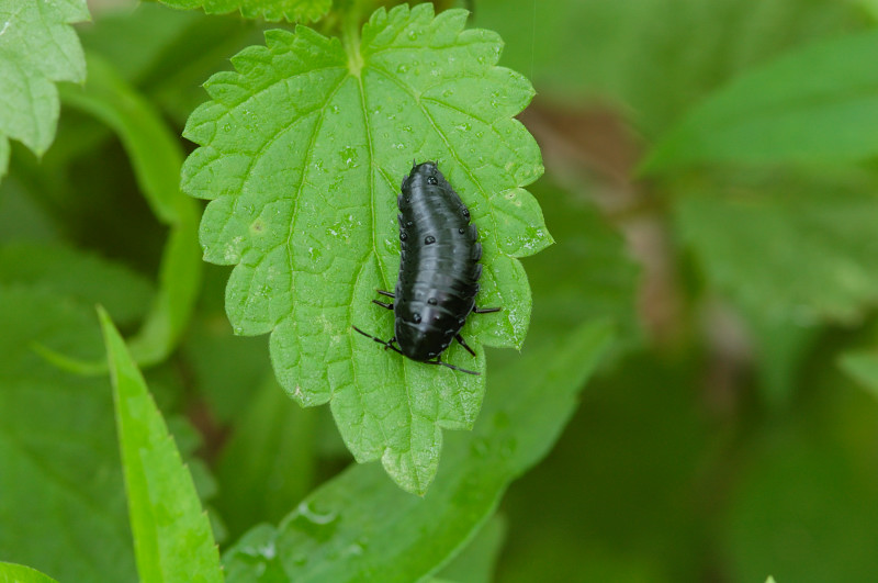 larva di un coleottero silfide