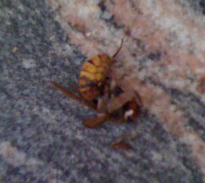 Vespe enormi in casa! (Vespa crabro)