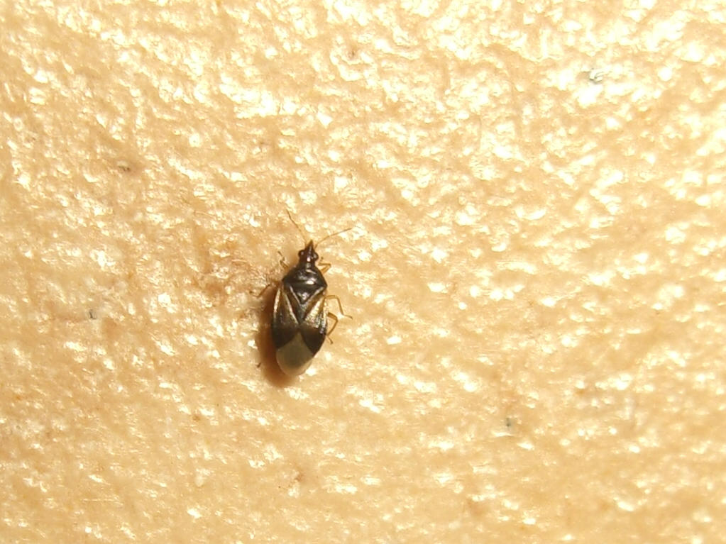 Anthocoridae? 2