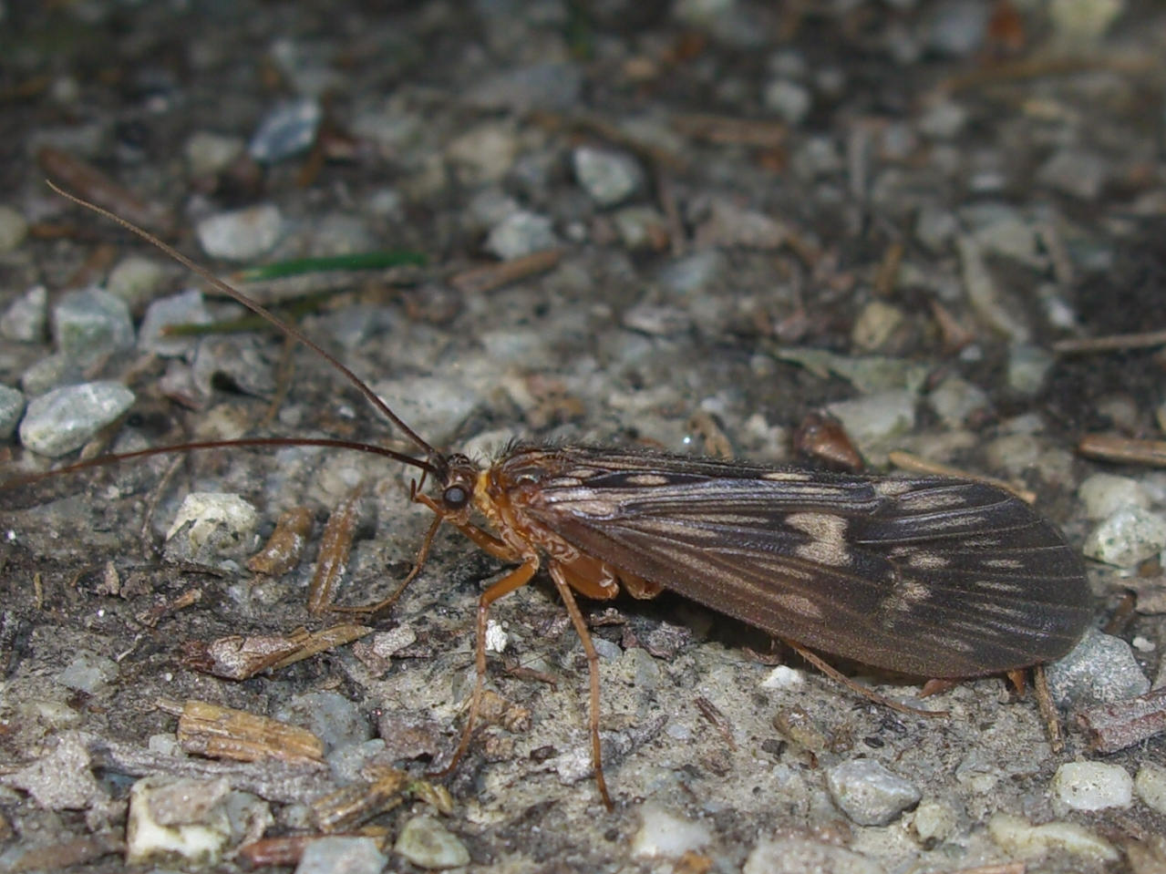 Halesus radiatus