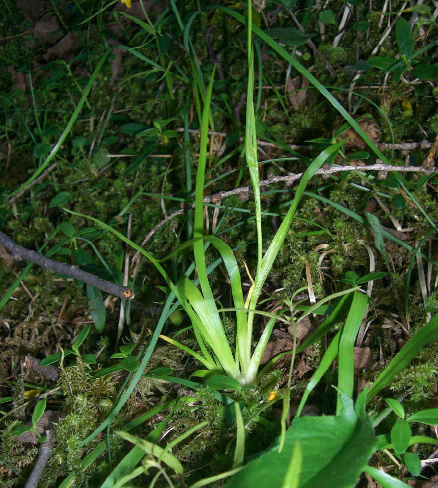 Tofieldia calyculata / Tajola comune