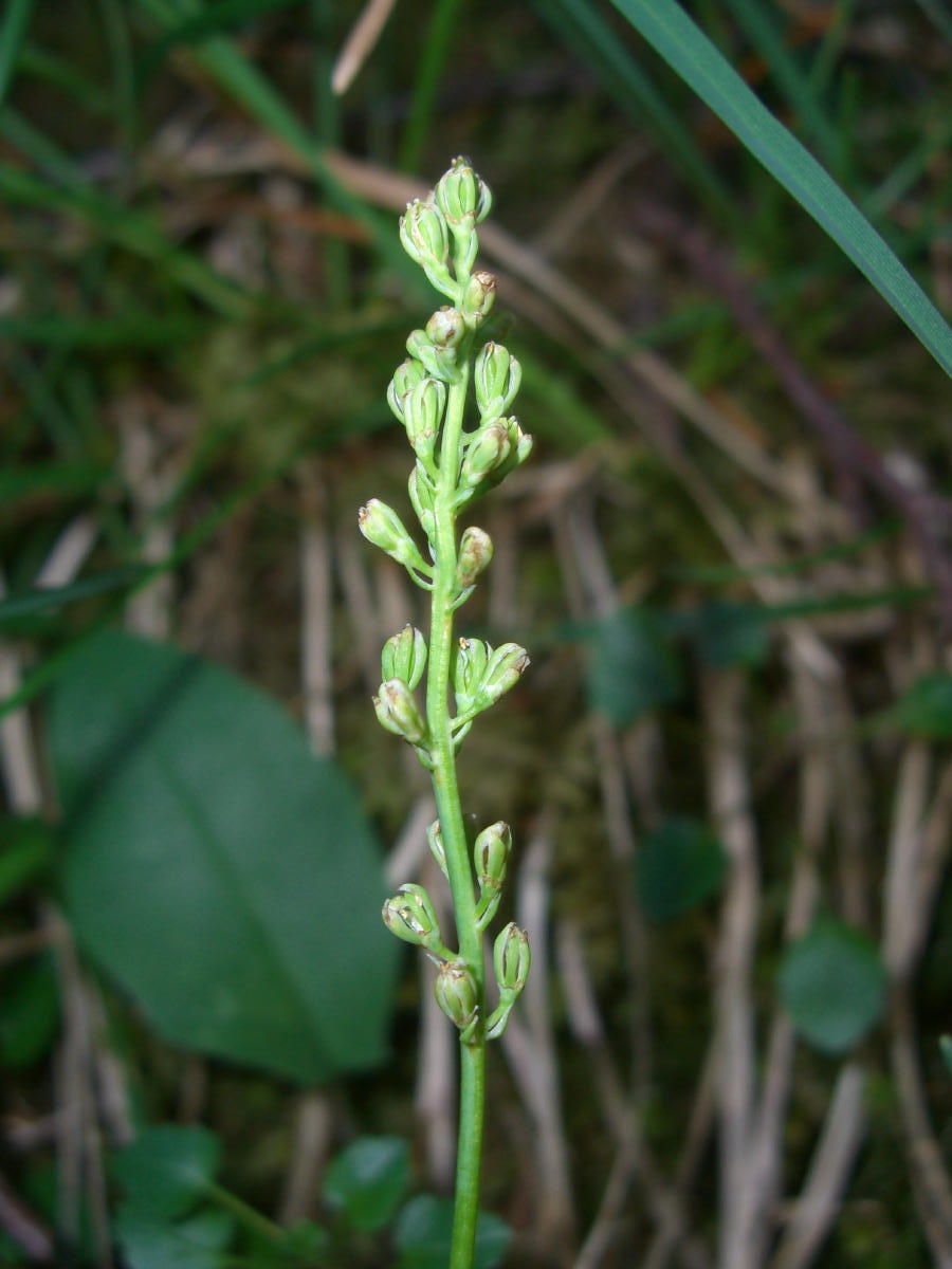 Tofieldia calyculata / Tajola comune