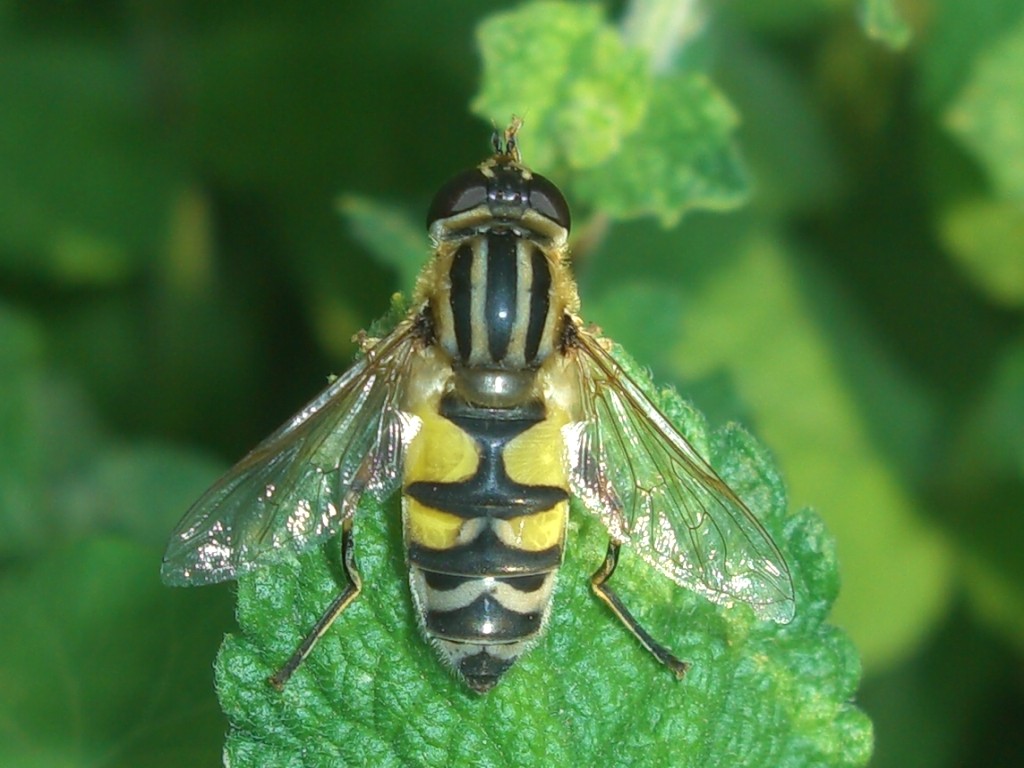 Helophilus trivittatus F (Syrphidae)